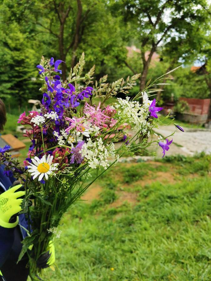 Soho Lodge Rasnov Εξωτερικό φωτογραφία