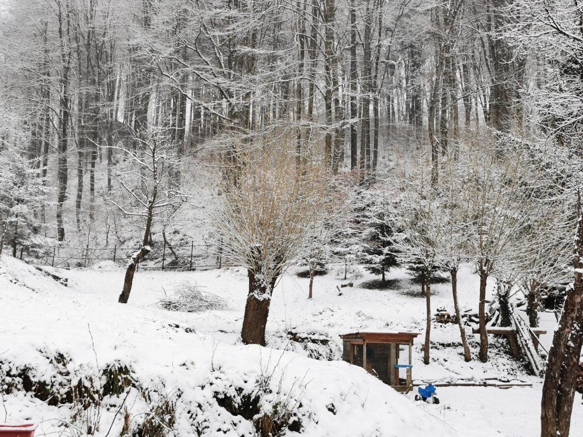 Soho Lodge Rasnov Εξωτερικό φωτογραφία
